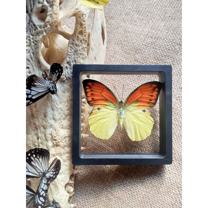 PAJANGAN HIASA MEJA AWETAN KUPU KUPU LEUCOPES ASLI