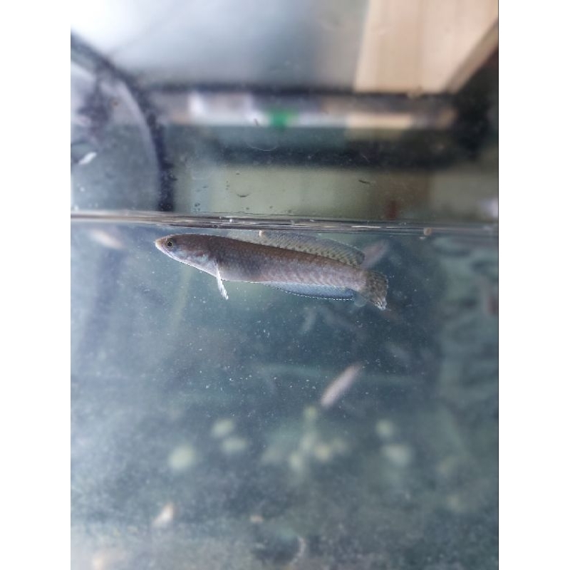 chana andrao baby 2-3cm ikan berkualitas