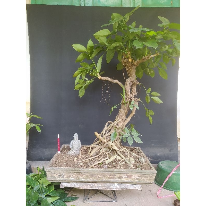 Bahan bonsai Tanaman Tlogosari atau Telogosari