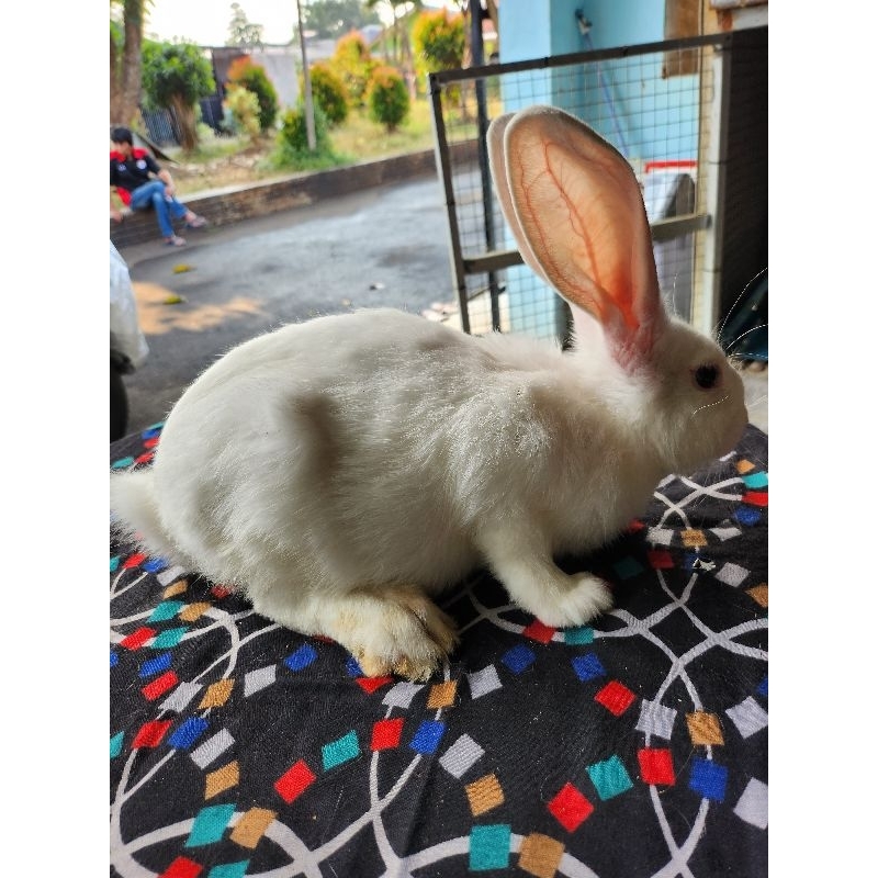 Kelinci Flamish Giant usia 3,5 bulan