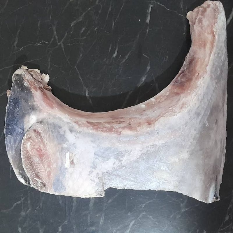 

RAHANG TUNA