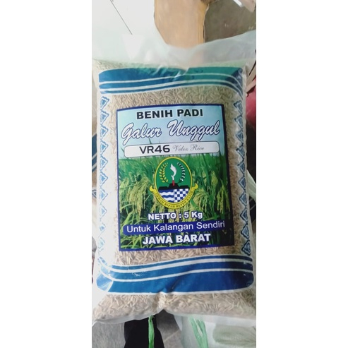 BENIH PADI UNGGUL VR46 vr 46 VELOZ RICE 5 KG
