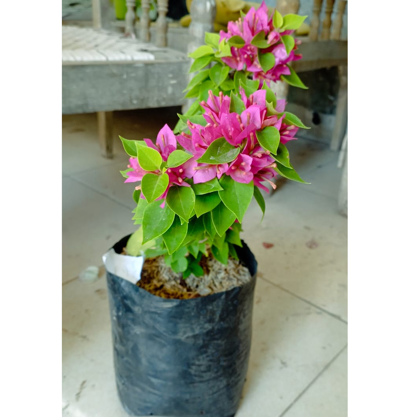 BIBIT BUNGA BUGENVIL UNGU BONSAI TANAMAN HIAS