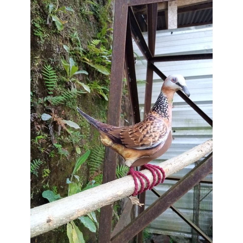 JONTROT/PATUNG burung TEKUKUR, DEKUKU,alat pikat racik