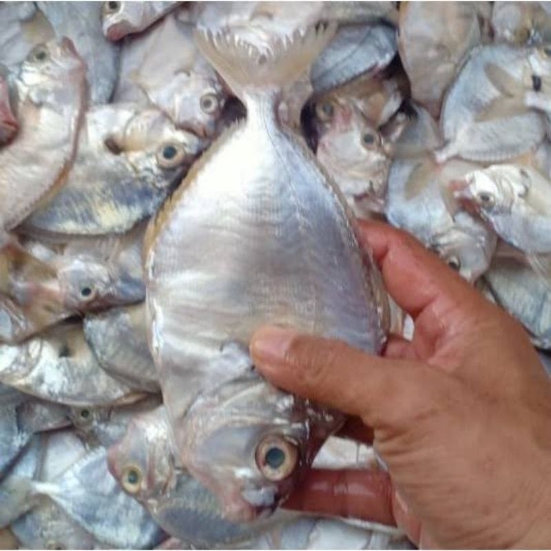 

IKAN PETEK fresh 1kg