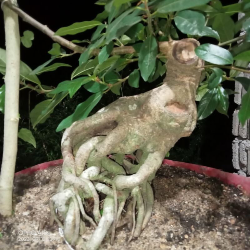 bahan bonsai loa