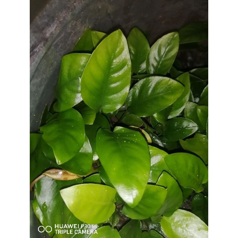 Anubias nana