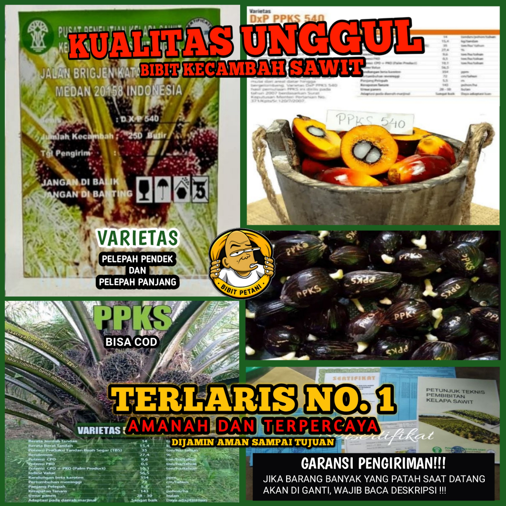 BENIH POLONG KECAMBAH BIBIT SAWIT DXP PPKS 540 UNGGUL MEDAN BERSERTIFIKAT ORIGINAL ASLI PELEPAH PANJ