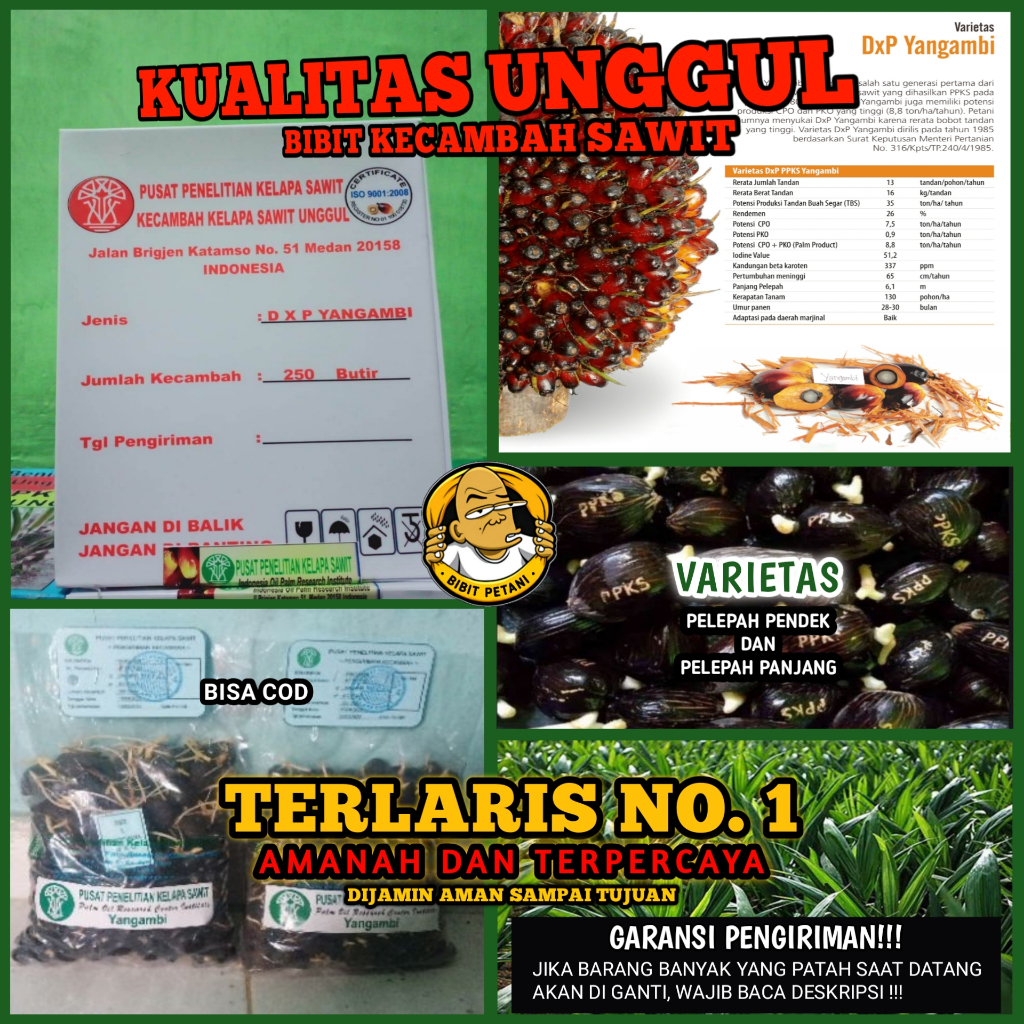 BENIH POLONG KECAMBAH BIBIT SAWIT DXP PPKS YANGAMBI MEDAN UNGGUL BERSERTIFIKAT ORIGINAL ASLI PELEPAH
