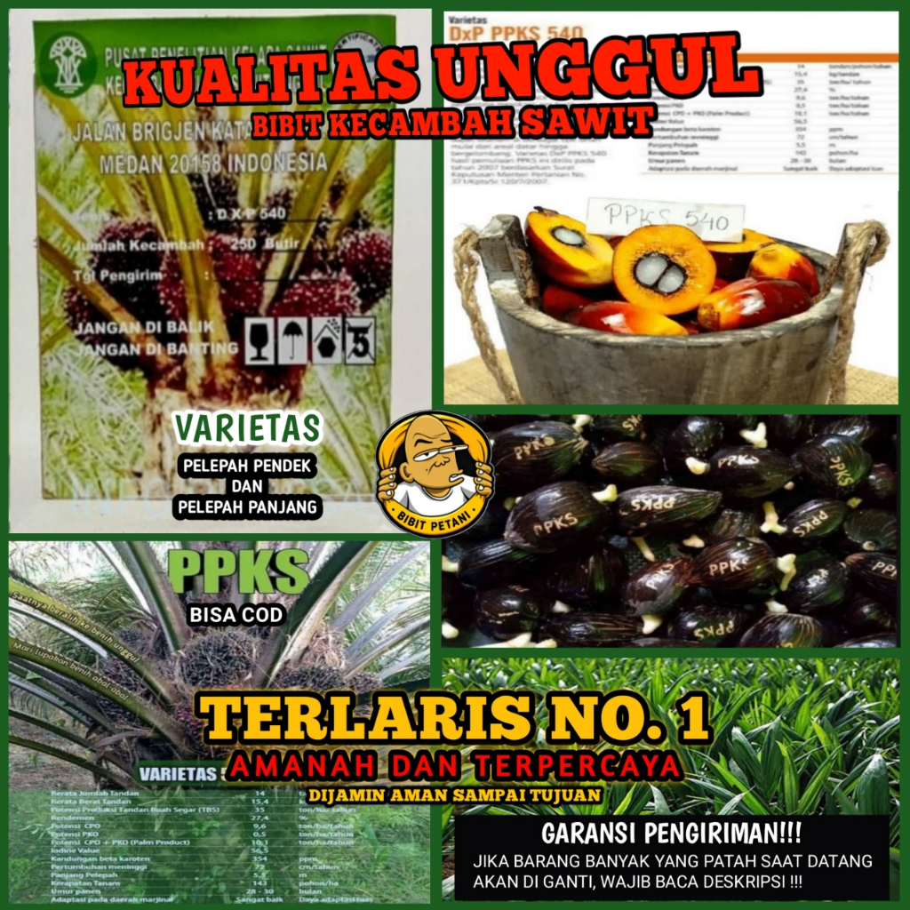 BENIH POLONG KECAMBAH BIBIT SAWIT DXP PPKS 540 UNGGUL BERSERTIFIKAT ORIGINAL PELEPAH PANJANG DAN PEN
