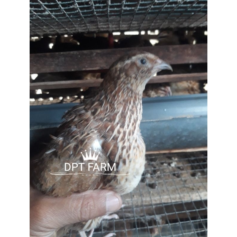 

Telur puyuh fertil GPS COKLAT/INDUKAN COKLAT