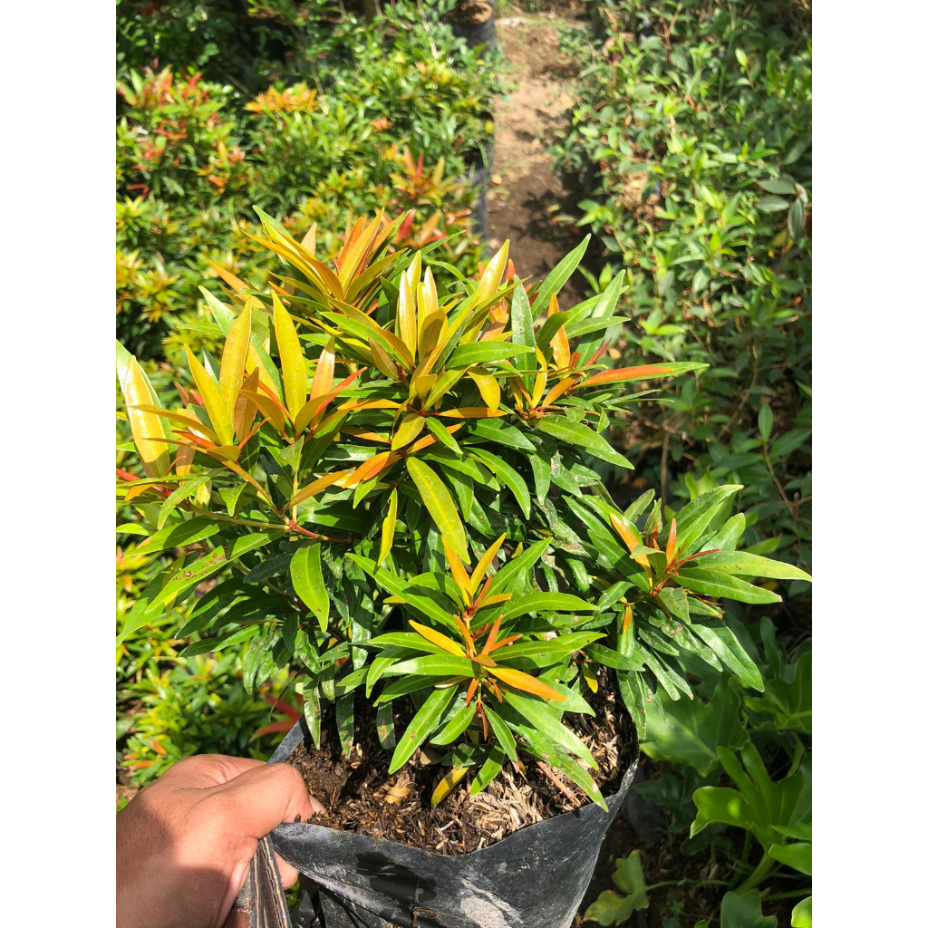 Bunga pucuk merah micro / Tanaman pucuk merah super micro