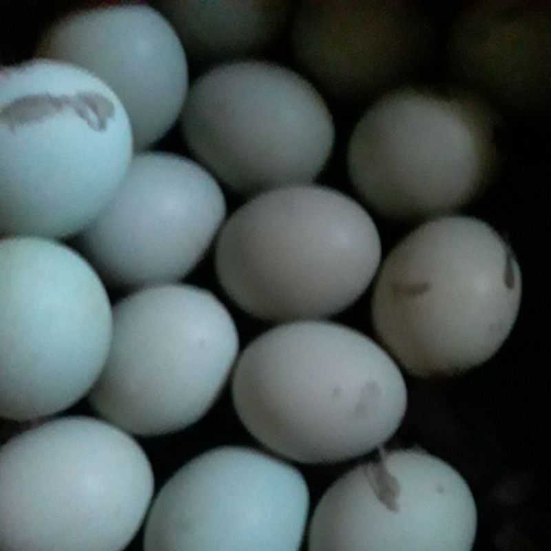 

telur asin SB