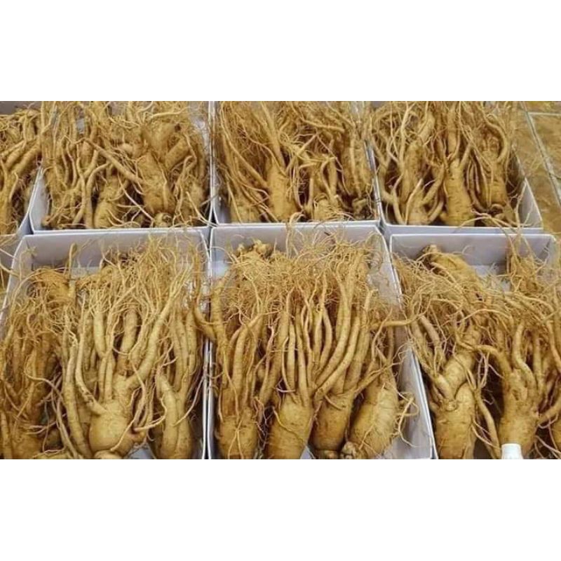 

GINSENG ASLI KOREA SUPER BESAR ginseng korea murah Ginsemg Korea Original korea