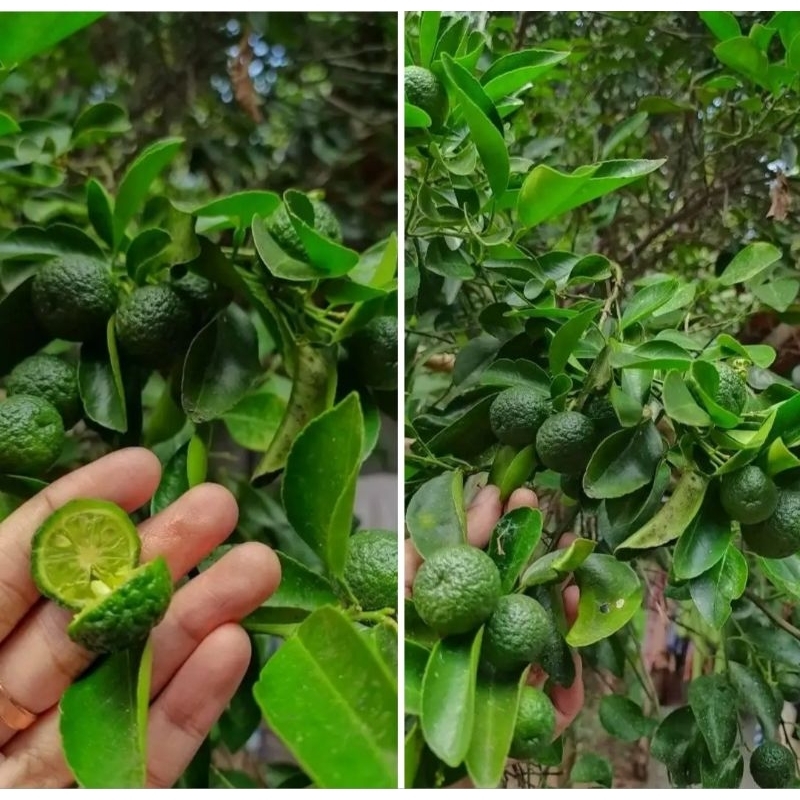 

jeruk limau/ jeruk bakso Aci / jeruk sambal