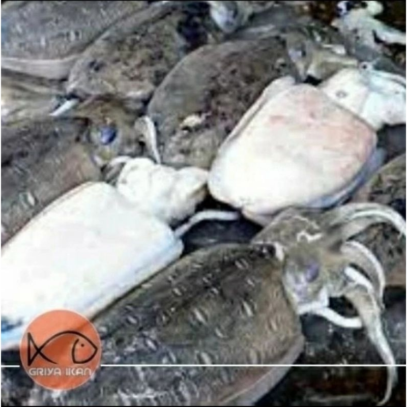 

CUMI SOTONG SEGAR size sedang