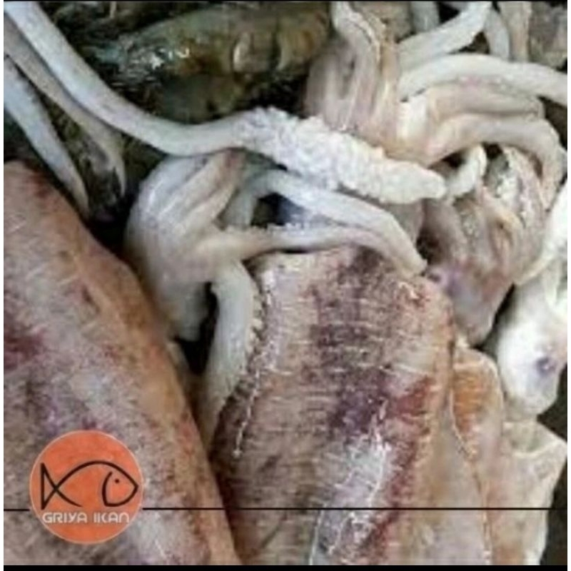 

CUMI SOTONG ukuran besar 500gr