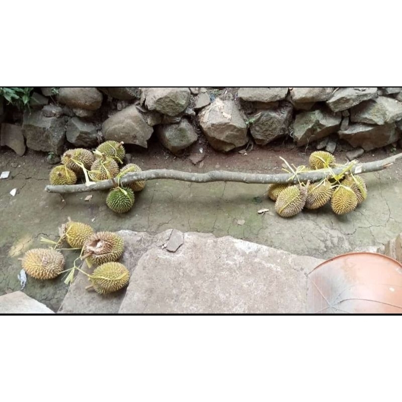 

duren jatuhan asli dari serang Banten