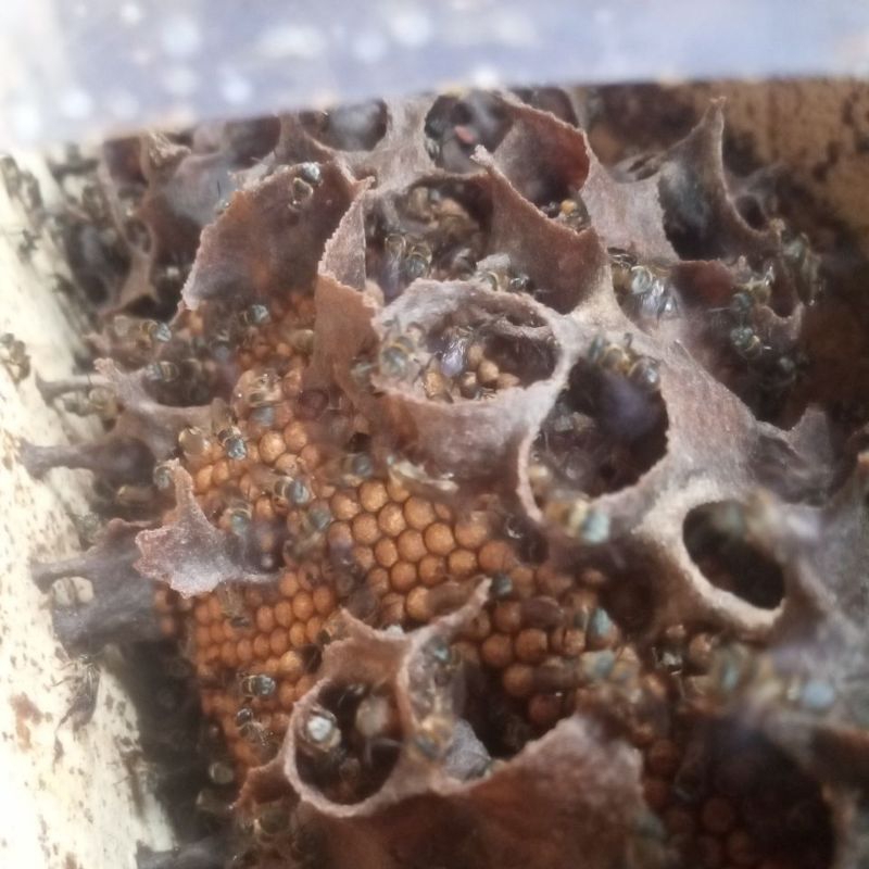 lebah klanceng terminata super