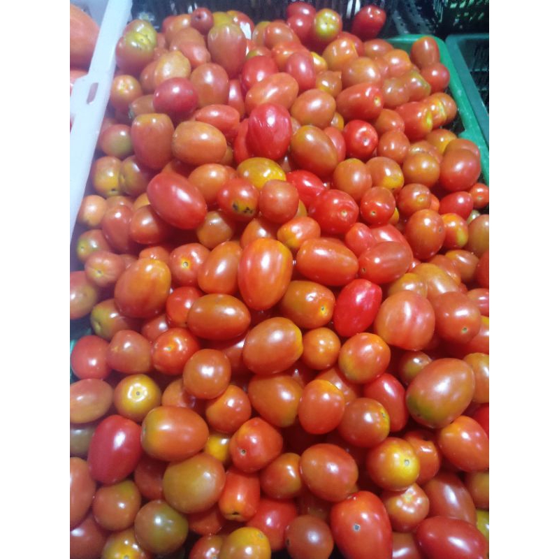 

tomat cery merah 250gr