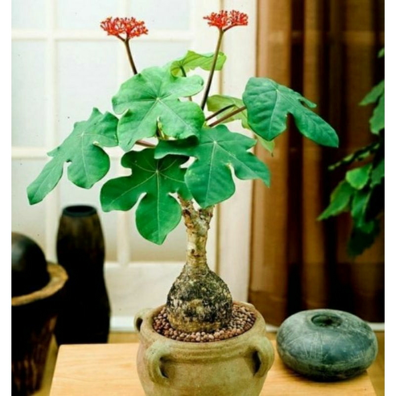 Tanaman Hias Sekaligus Obat Herbal Buddha Belly Plant_Jarak Bali_Jarak Botol Sepaket 1Kg