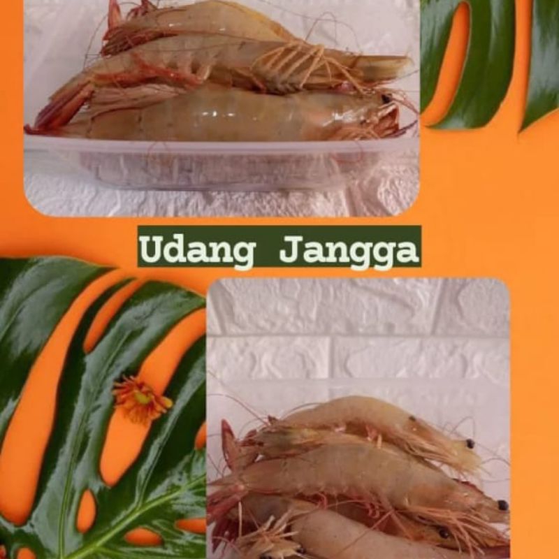 

udang Jangga (jumbo)