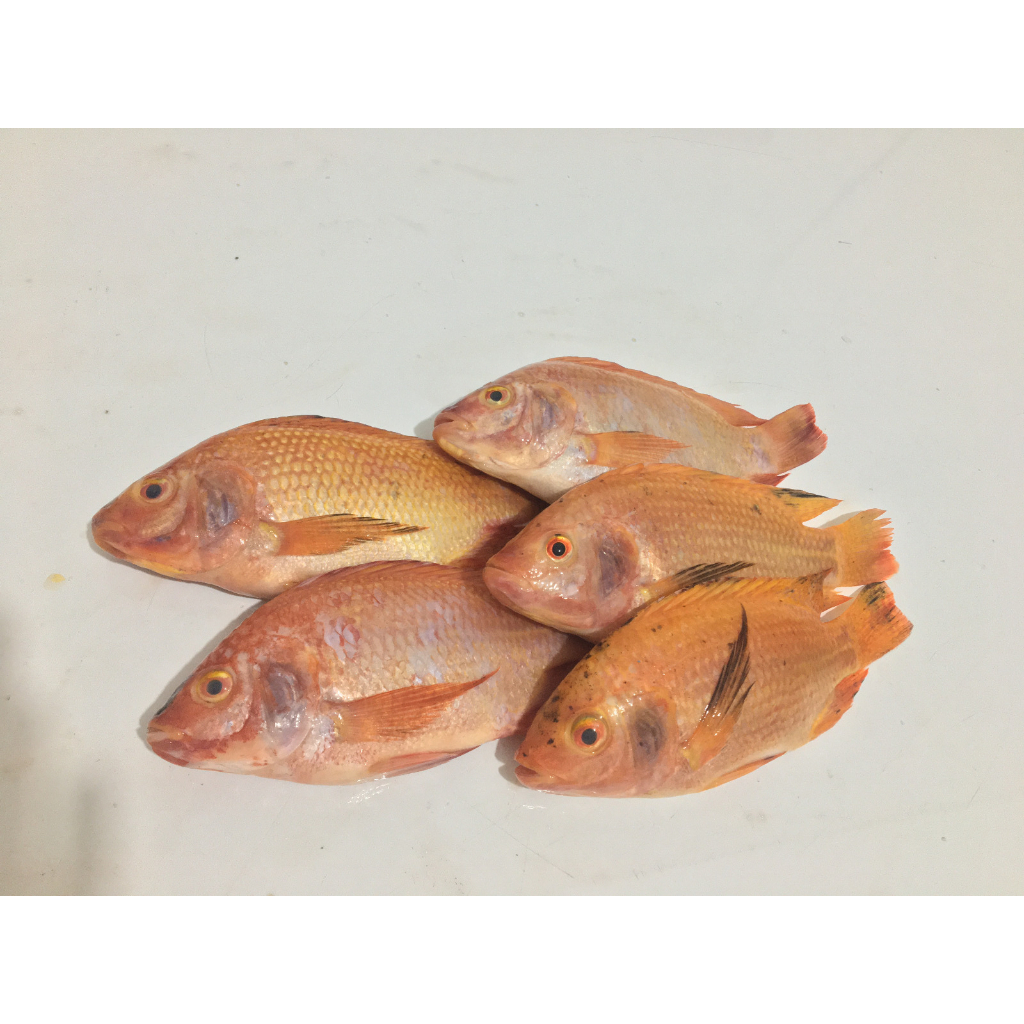 

IKAN NILA FRESH SIAP MASAK