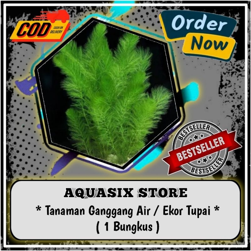 Tanaman EKOR TUPAI / Ganggang air