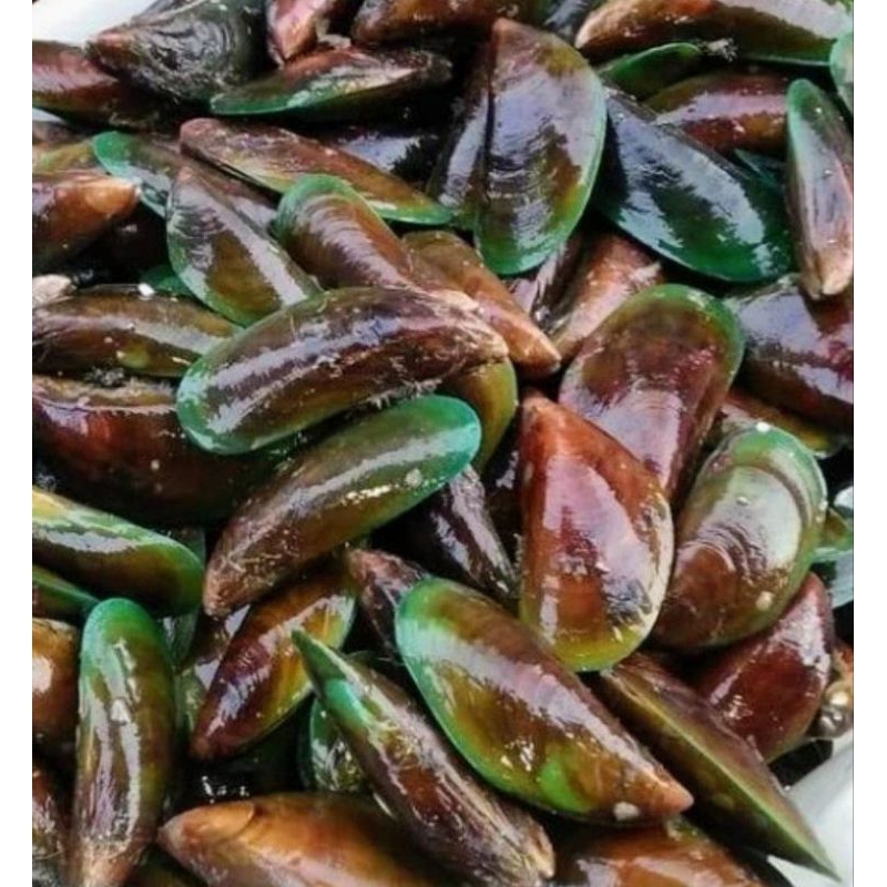 

KERANG HIJAU SEGAR 1KG