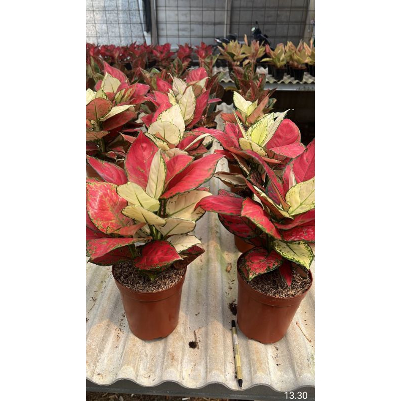 Tanaman Hias/Aglonema merah putih