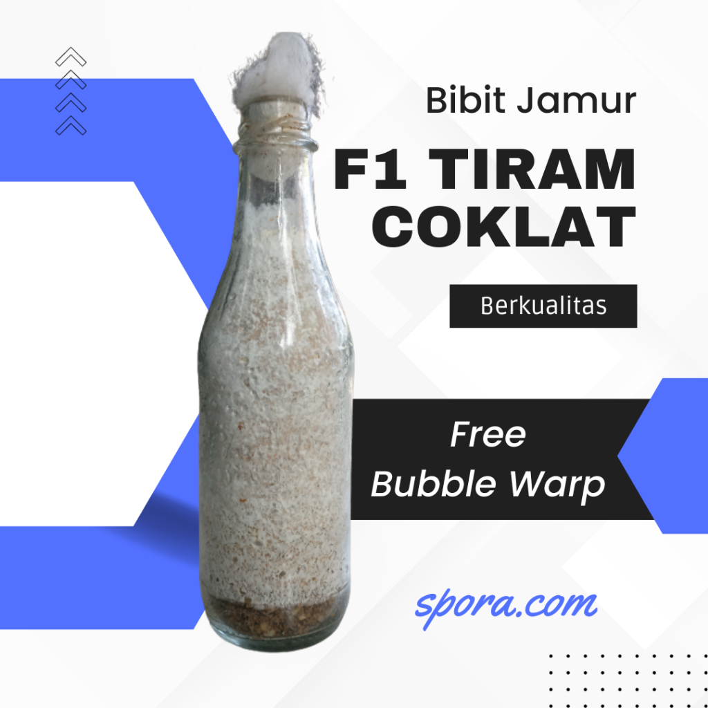 

Bibit Jamur F1 Tiram Coklat Murah Berkualitas