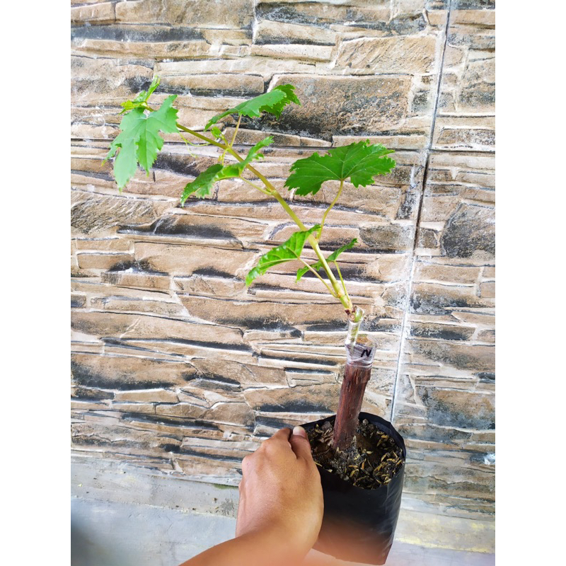 

Bibit buah Anggur ( Berbagai jenis Buah anggur)