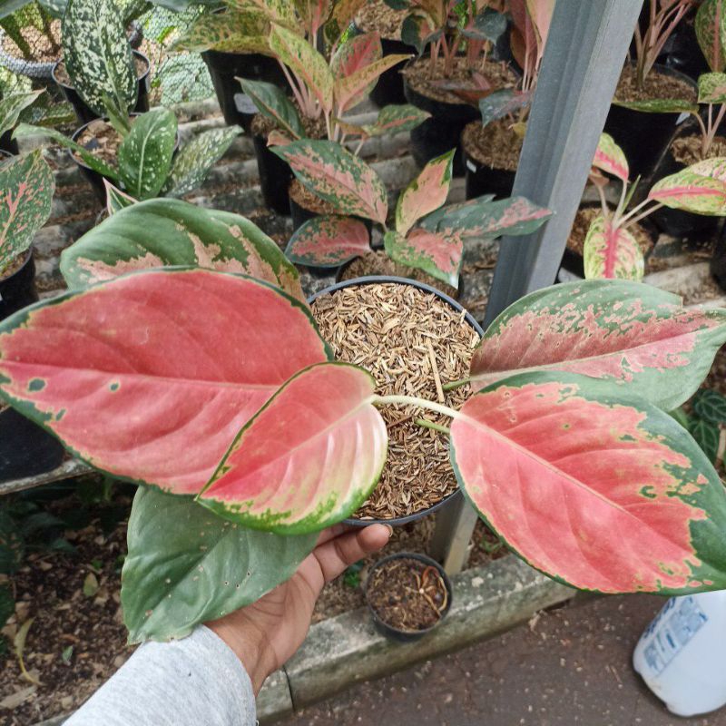 agoinema kocin ebony