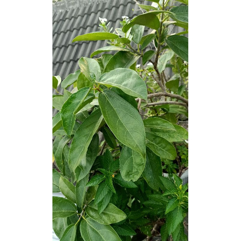 

Cincau Hijau Perdu Fresh