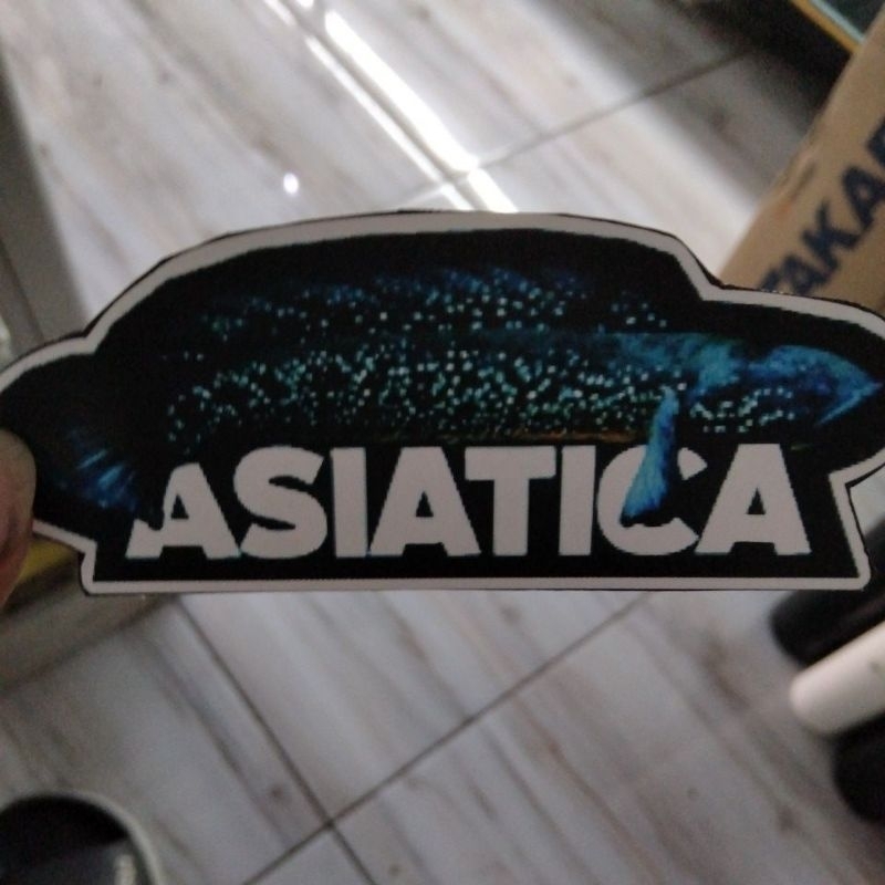 asiatica ws 6-7cm rekondisi (Garansi do'a)