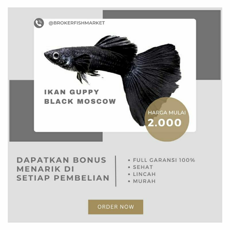 

Packing Styrofoam Guppy Black Moscow