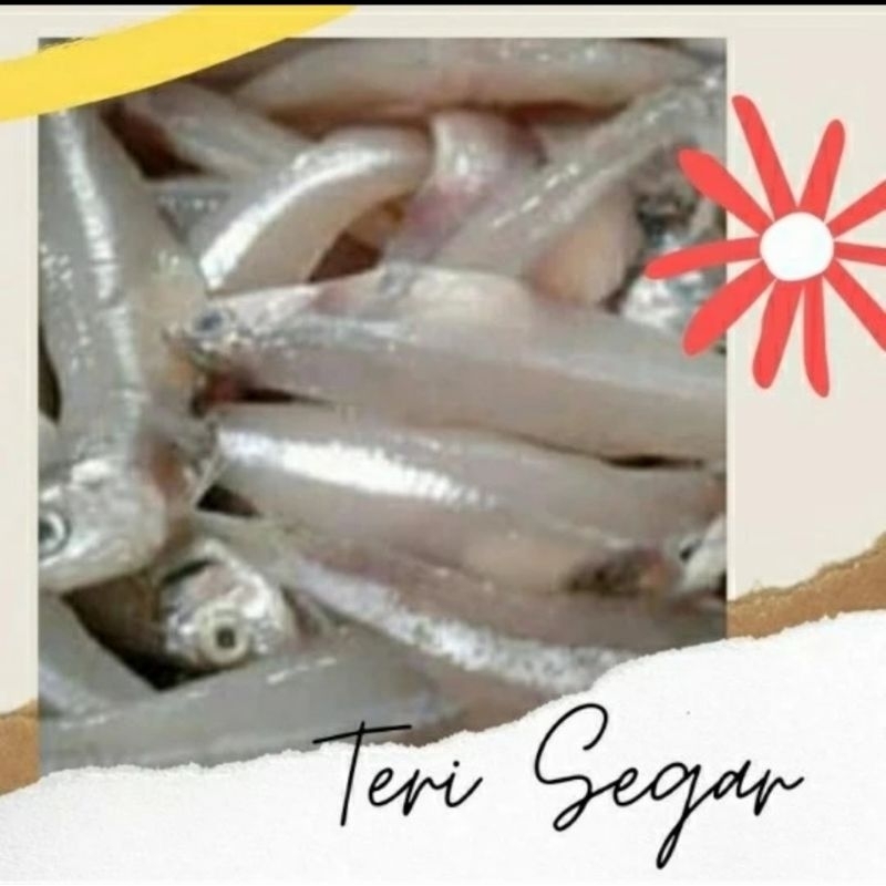 

IKAN TERI SEGAR