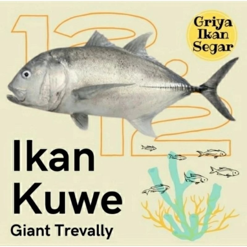 

IKAN KUWE SEGAR - giiant travelly