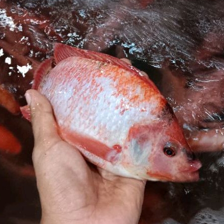 

ikan nila merah