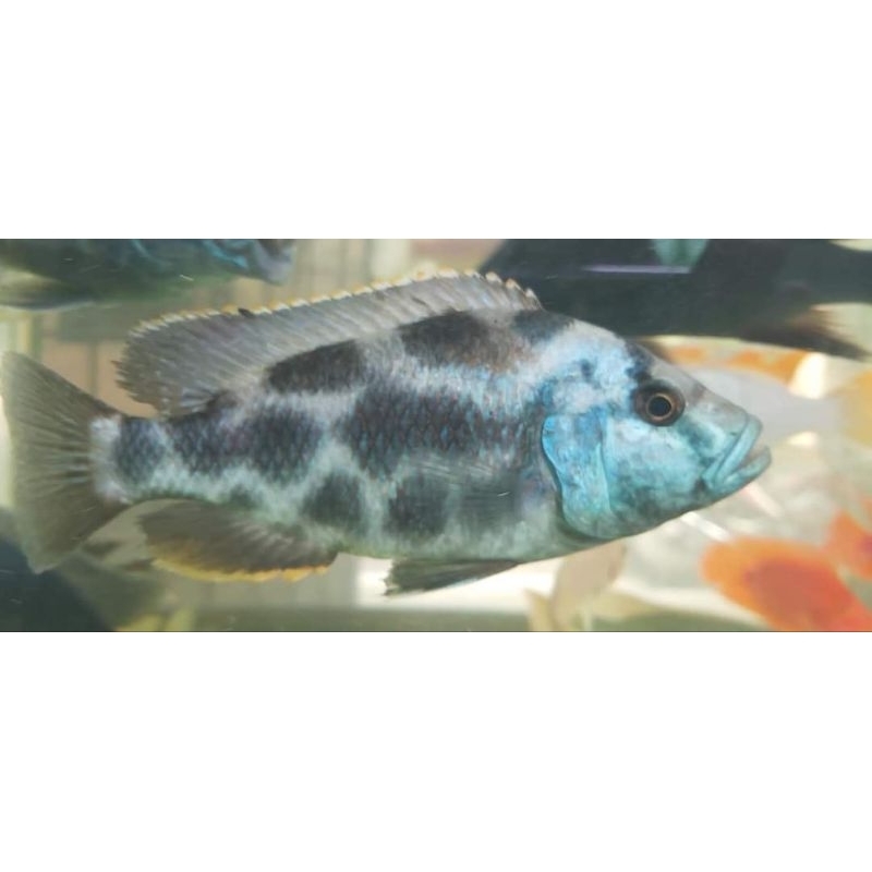 

Ikan Livingstoni Jumbo Good Condition Limited Edition