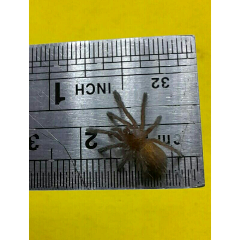 DISPLAY TARANTULA PTERINOCHILUS MURINUS  (OBT) BISA BERJALAN