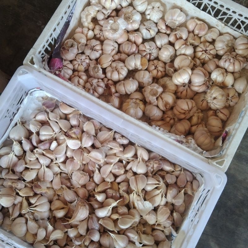 

BAWANG PUTIH SINCO DAN KATING 1KG