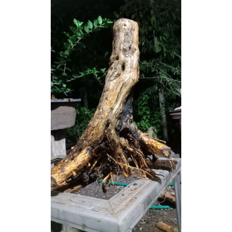 bahan bonsai sisir akar muter