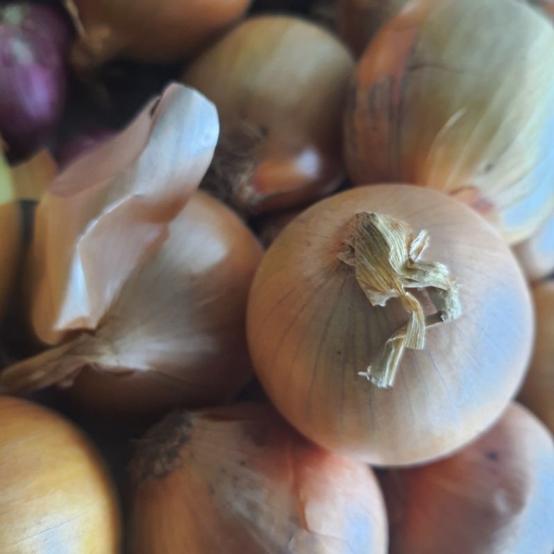 

Ready Stok Bawang Bombay Bombai Siap Kirim