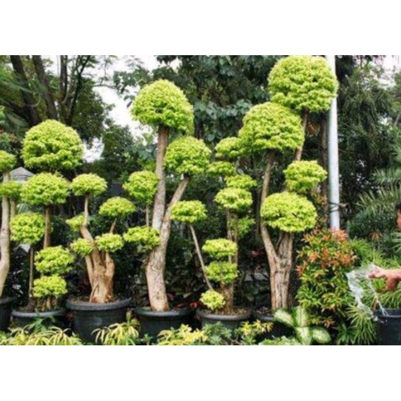 Tanaman Hias anting putri 1 meter - pohon anting putri/bonsai anting putri