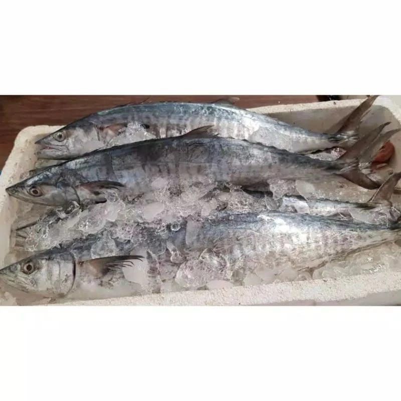 

Ikan Tenggiri 1 Kg