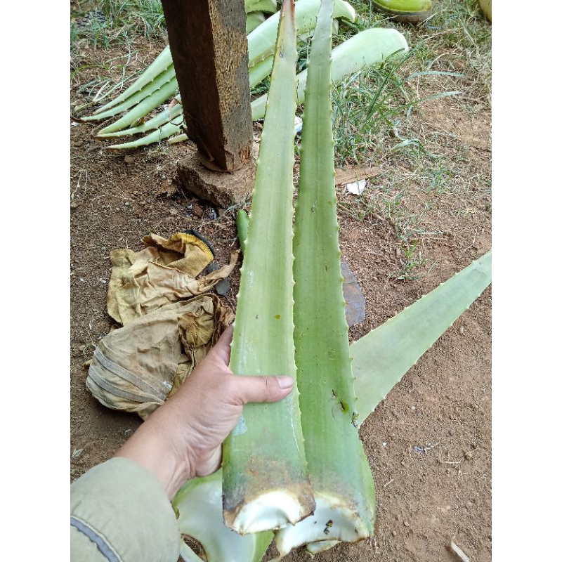 

PELEPAH LIDAH JUMBO BUAYA GRADE C 1 KG (isi 3)