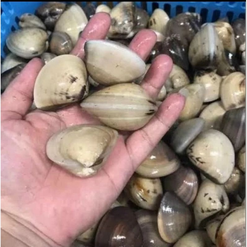 

KERANG TAHU 500gr