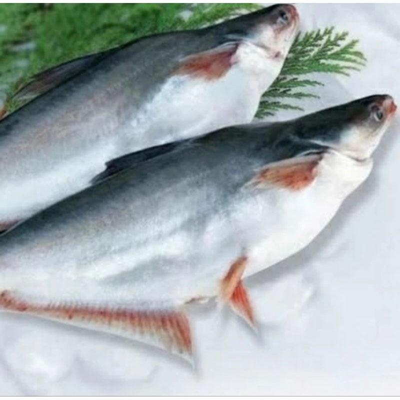 

IKAN PATIN fresh 500gr