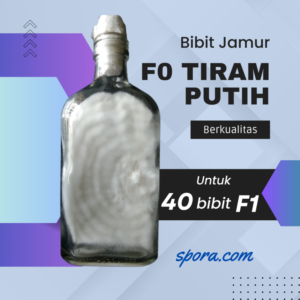 Bibit F0 Jamur Tiram Putih Berkualitas
